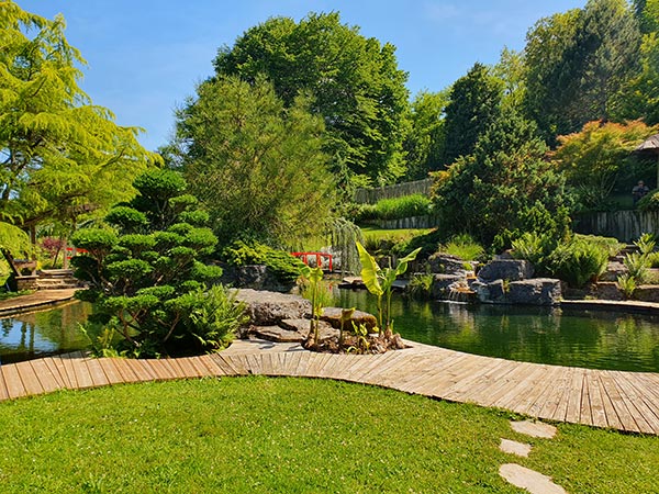 jardin acorus