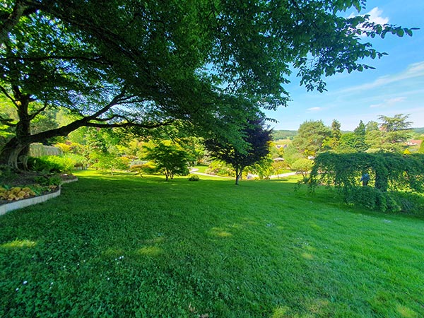 jardin acorus