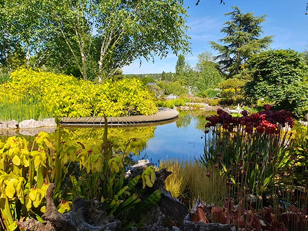 jardin acorus